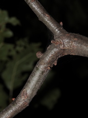 Callirhytis quercusgemmaria