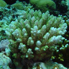 Acropora tenuis