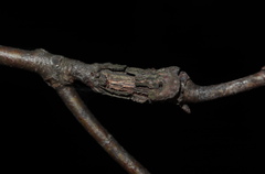 Callirhytis crypta