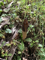 Morchella australiana
