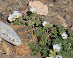 Sphaeralcea purpurata