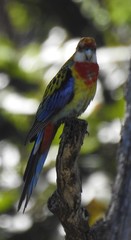 Platycercus eximius x adscitus