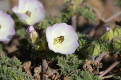 Sphaeralcea purpurata