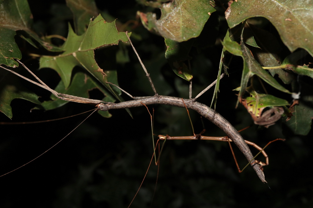 Common Walking Stick Insects