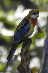 Platycercus eximius x adscitus