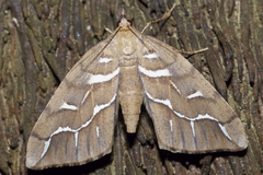 Chalastra aristarcha