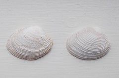 Katelysia rhytiphora