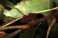 Kokkocynips difficilis