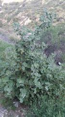 Malacothamnus davidsonii