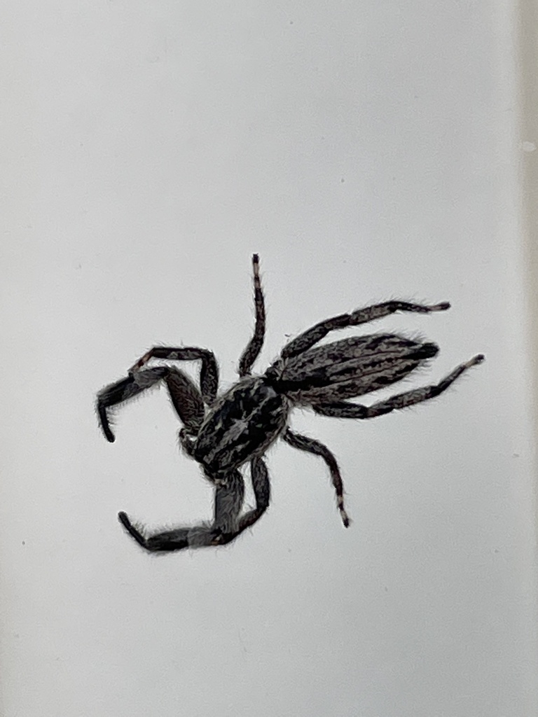 Holoplatys semiplanata from Frankston South, VIC, AU on October 03