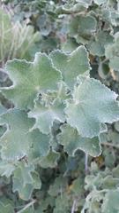 Malacothamnus davidsonii