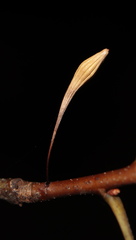 Callirhytis gallaestriatae