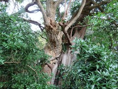Ficus natalensis