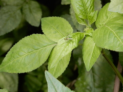 Chrysosoma globiferum