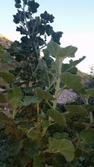 Malacothamnus davidsonii