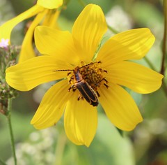 Chauliognathus marginatus