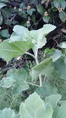 Malacothamnus davidsonii