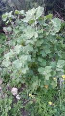 Malacothamnus davidsonii