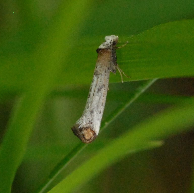 Pseudoswammerdamia