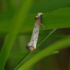 Pseudoswammerdamia combinella
