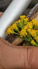 Solidago confinis