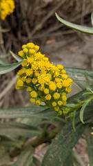 Solidago confinis