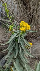 Solidago confinis