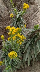 Solidago confinis