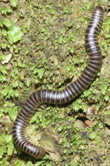 Eumastigonus
