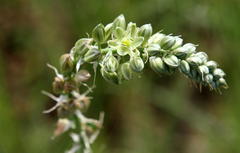 Albuca virens virens