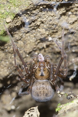 Megadictyna thilenii