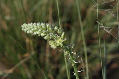 Albuca virens virens