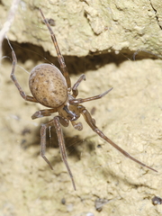 Megadictyna thilenii