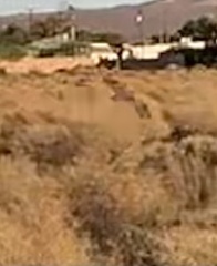 Phalaenoptilus nuttallii