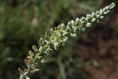 Albuca virens virens