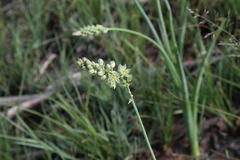 Albuca virens virens