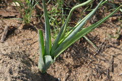 Albuca virens virens