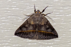 Argyrostrotis flavistriaria
