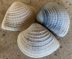 Chionopsis amathusia