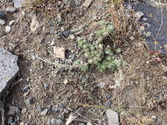 Artemisia cuspidata