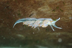Hermissenda crassicornis image