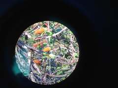 Passerina leclancherii