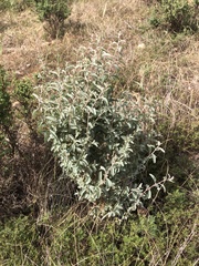 Atriplex stipitata