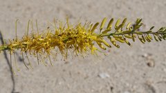 Stanleya pinnata pinnata