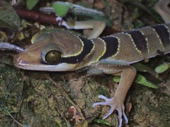Cyrtodactylus pulchellus