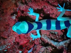 Cyrtodactylus pulchellus