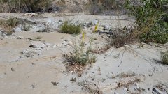 Stanleya pinnata pinnata