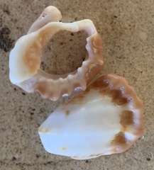 Alanbeuella corrugata