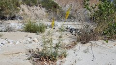 Stanleya pinnata pinnata