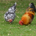 Domestic Chicken - Photo (c) ranger2020, some rights reserved (CC BY-NC)